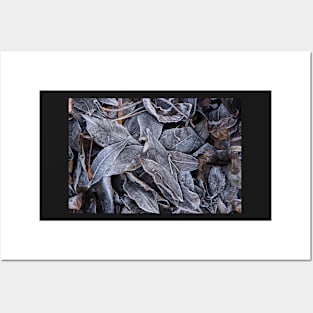 Winter Leaf Litter #1 Posters and Art